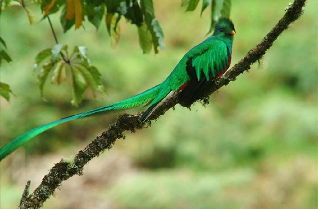 Quetzal