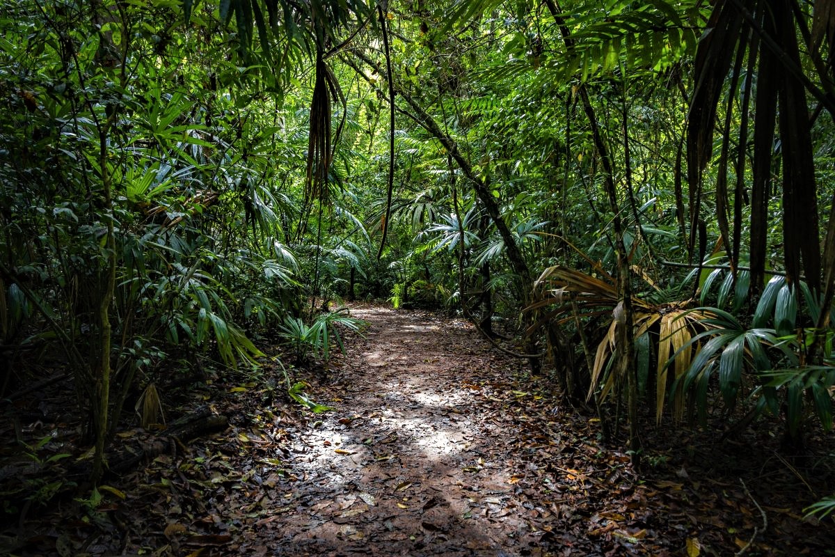 jungle-track-tikal-peten.jpg